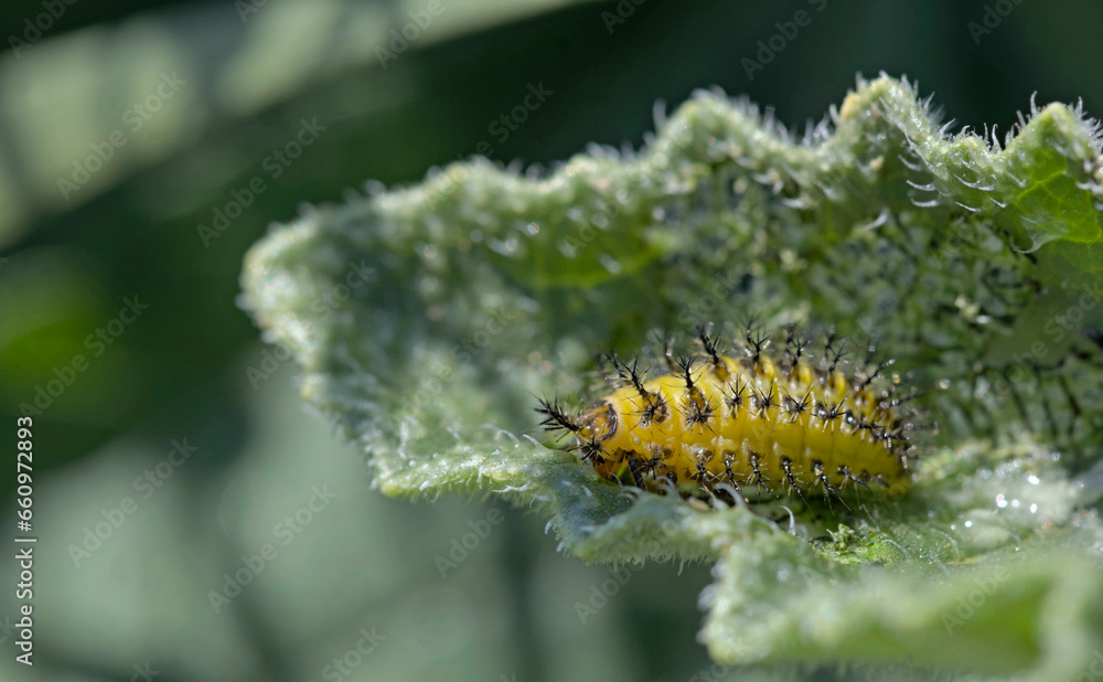 Naklejka premium Henosepilachna argus (larva), common name bryony ladybird, is a species of beetle in the family Coccinellidae, Crete