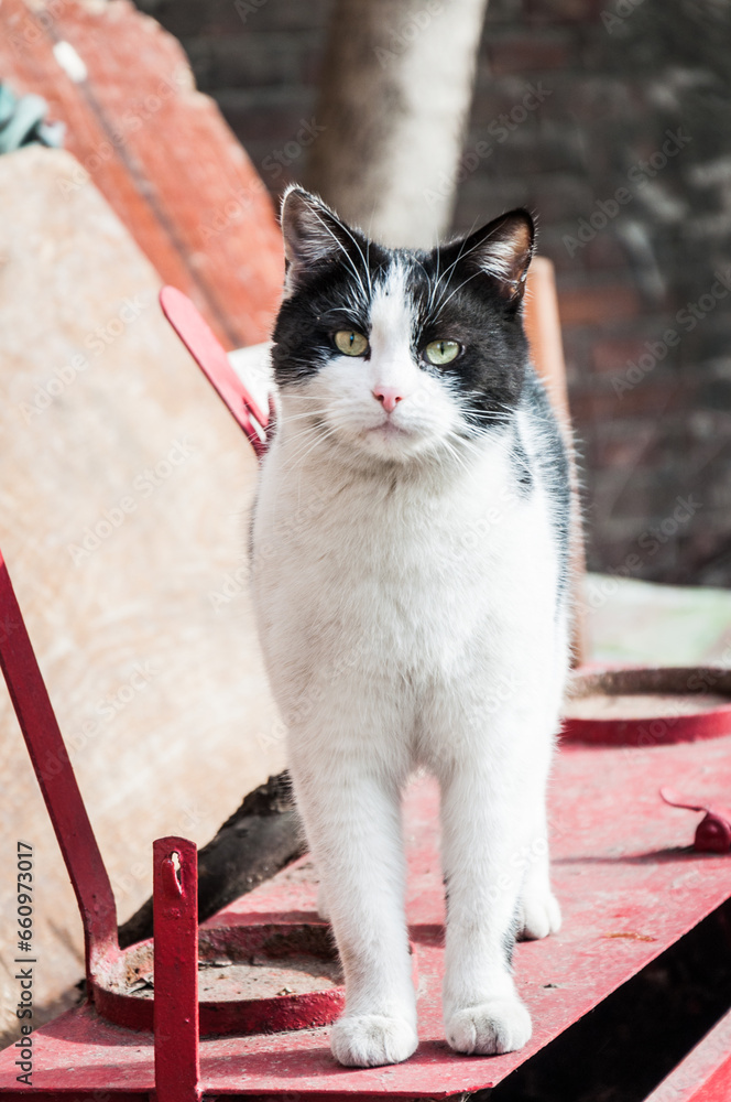 Cats are an integral part of normal life in Odessa. They can be found ...
