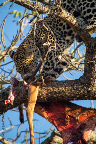 leopard in the tree