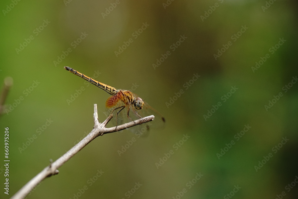 Dragonflies found in the forest. Dragonflies found in the forest.