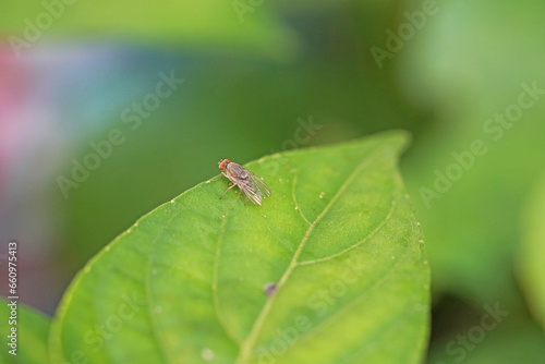 Flies caught on green leaves.