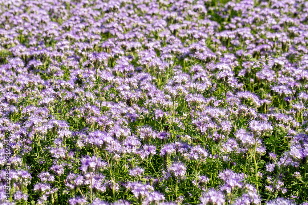 Lacy phacelia, blue tansy or purple tansy. Phacelia tanacetifolia