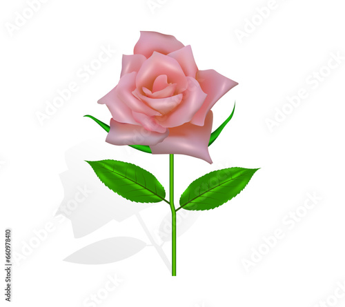 Realistic pink rose, 3d flower pink flower design, vector illustration