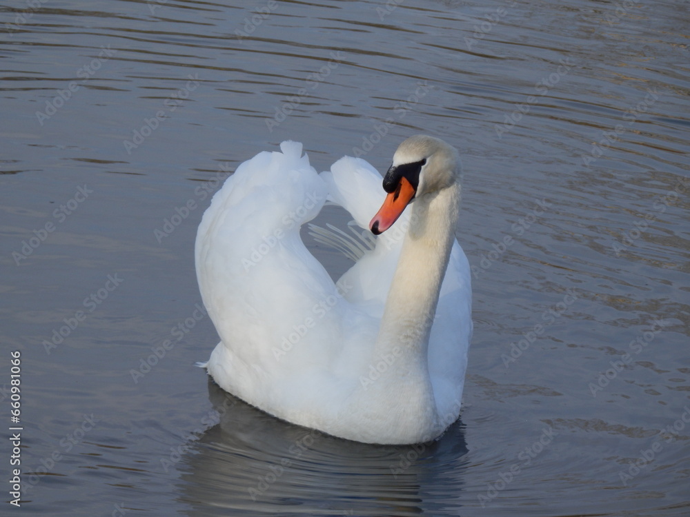 Obraz premium Schwan