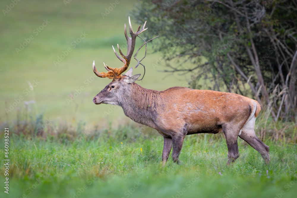 Red Deer (Cervus elaphus) walking on the meadow Red Deer (Cervus elaphus) walking on the meadow