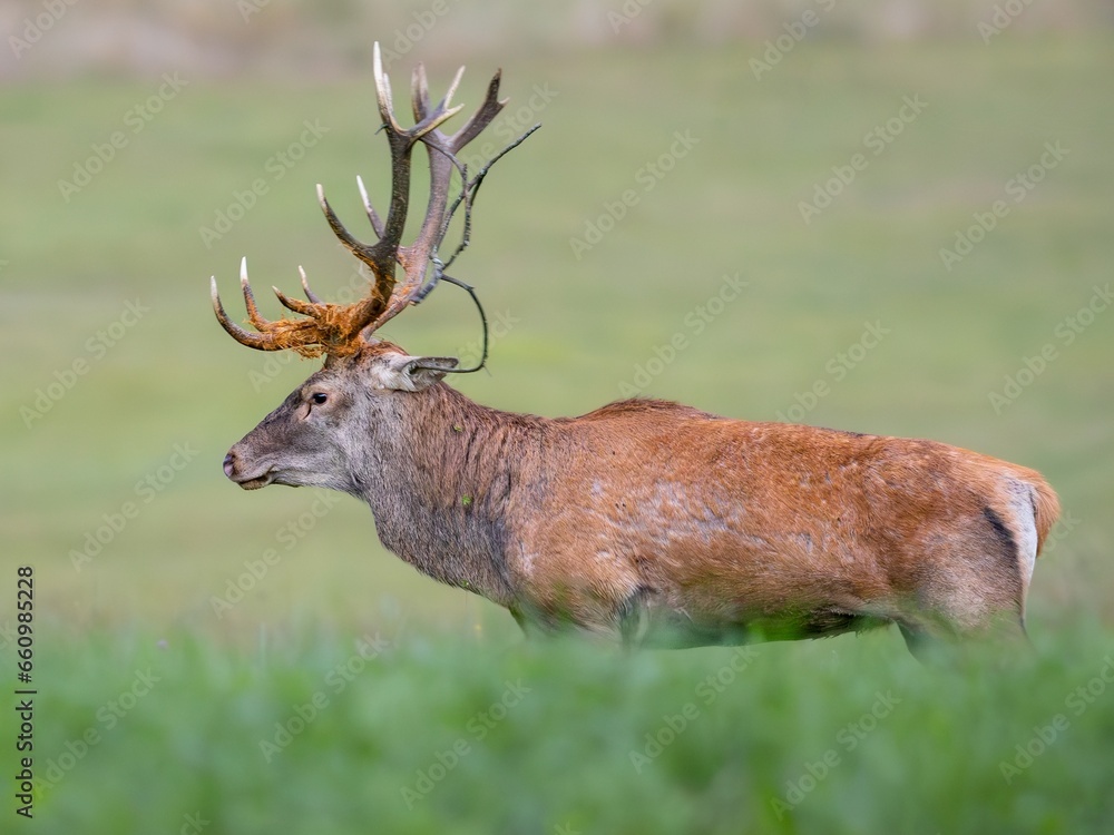 Red Deer (Cervus elaphus) walking on the meadow Red Deer (Cervus elaphus) walking on the meadow