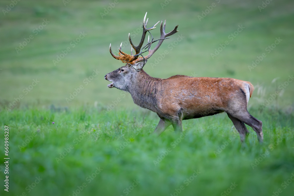 Red Deer (Cervus elaphus) walking on the meadow Red Deer (Cervus elaphus) walking on the meadow