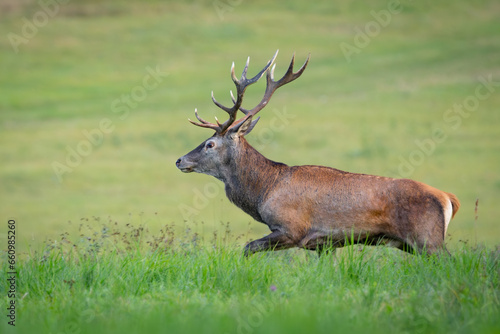 Red Deer  Cervus elaphus  walking on the meadow