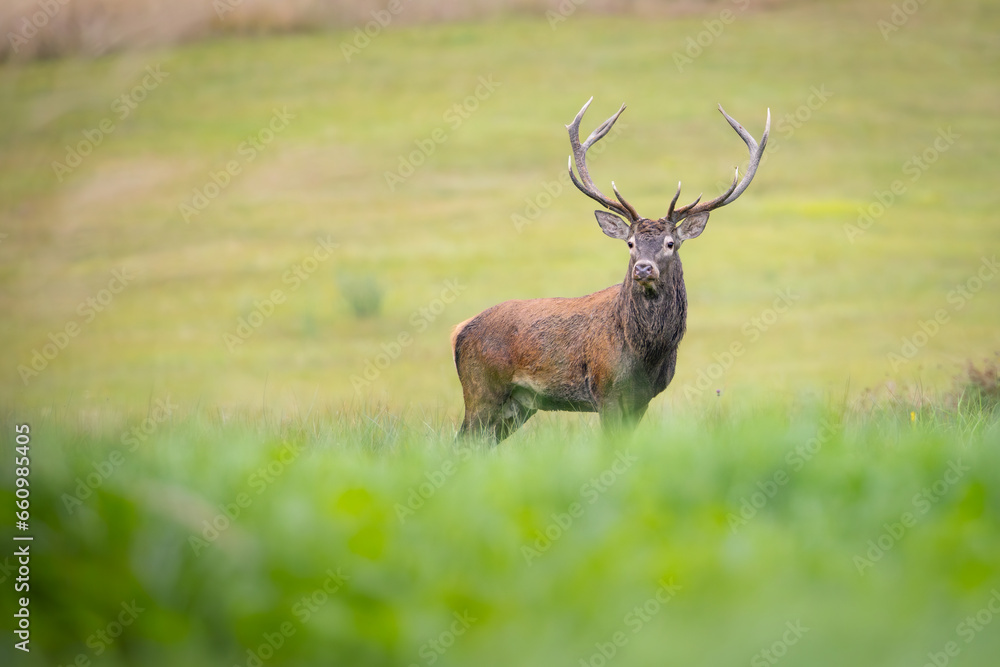 Red Deer (Cervus elaphus) walking on the meadow Red Deer (Cervus elaphus) walking on the meadow