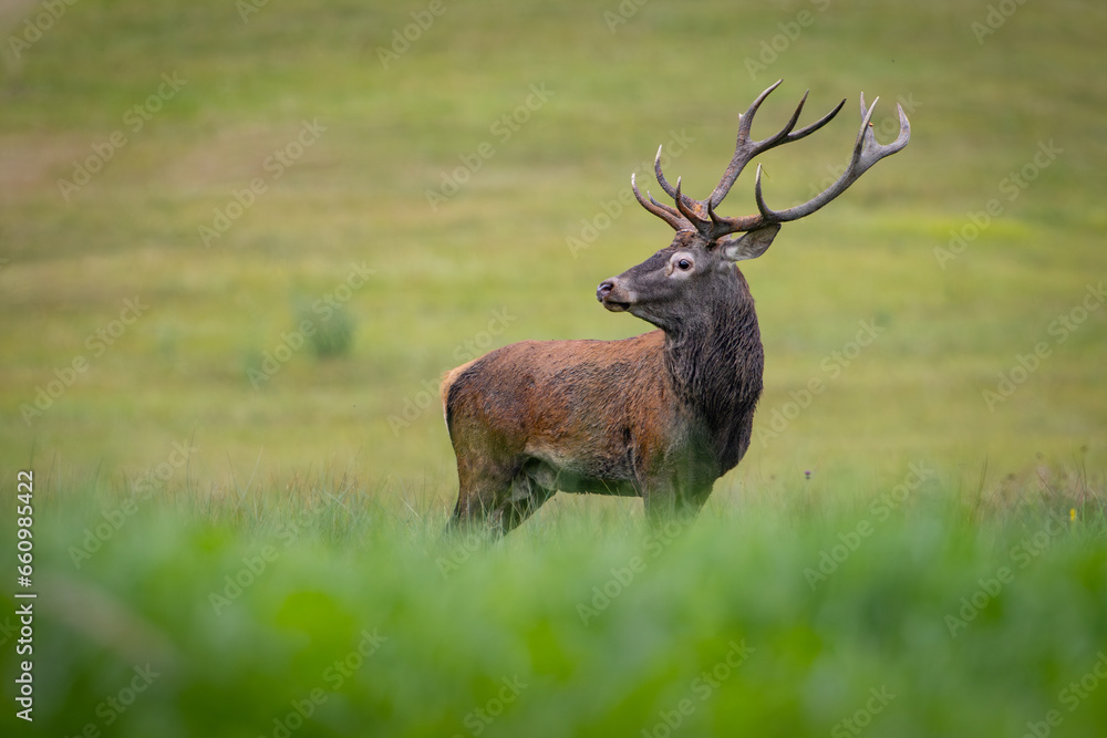 Red Deer (Cervus elaphus) walking on the meadow Red Deer (Cervus elaphus) walking on the meadow