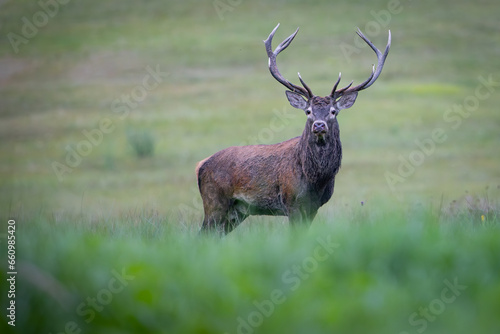 Fototapeta Naklejka Na Ścianę i Meble -  Red Deer (Cervus elaphus) walking on the meadow