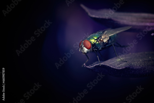 Fliege © Superingo
