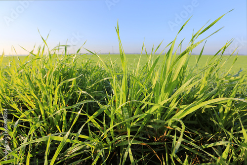 green grass in morning dew