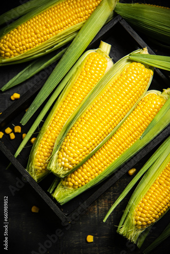 Fresh corn in black box.