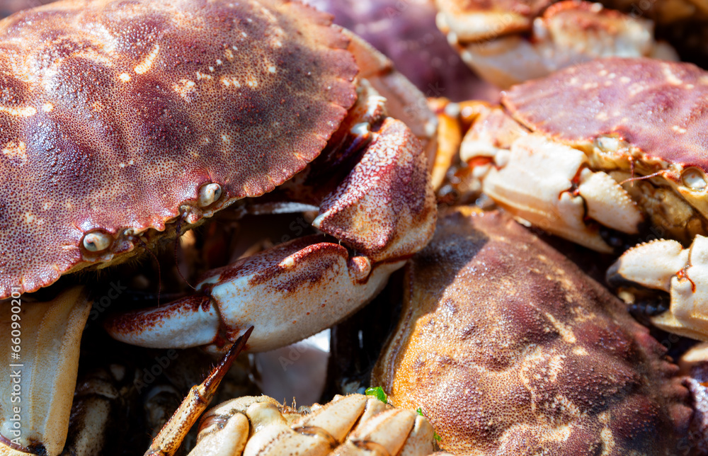 Very close view of a group of freshly caught live rock crabs in Maine. Very close view of a group of freshly caught live rock crabs in Maine.