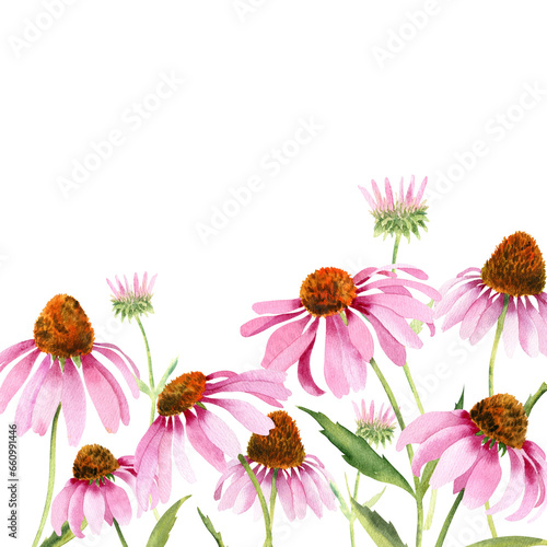 Watercolor pink echinacea flowers isolated. Hand painted illustration with elegant garden pink daisies flowers to design invitations  postcards and other print