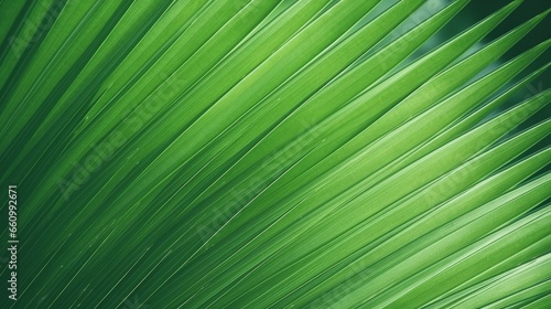 A close-up of palm leaf stripes  forming an abstract green textured backdrop with a vintage tone