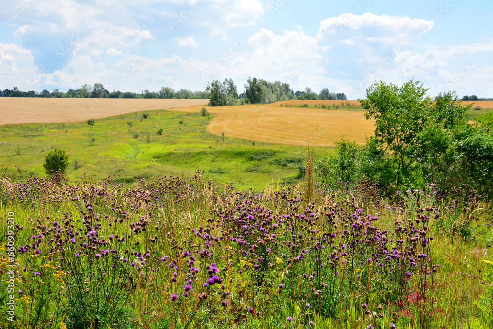 rolling landscape with yellow field, green grass and blooming purple flowers 