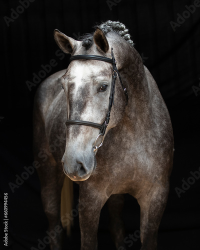 Horse portrait high quality
