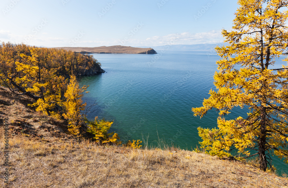 Naklejka premium Sunny autumn on Baikal Lake. Beautiful landscape with yellow larches on the shore of Olkhon Island against the backdrop of the blue water of the Small Sea. Natural autumn background