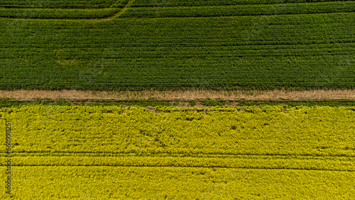 Planted field of yellow canola flowers and green grain fields aerial view.