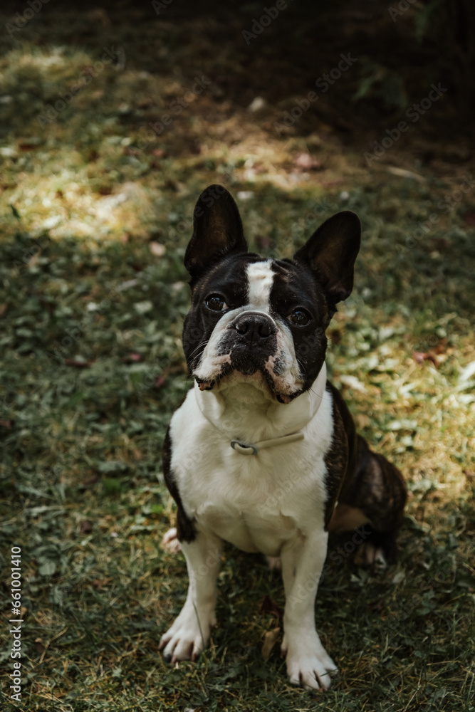 Beautiful purebred Boston Terrier posing in a garden. Boston Terrier waiting for treats. Portrait of cute awaiting black and white young male boston terrier dog Beautiful purebred Boston Terrier posing in a garden. Boston Terrier waiting for treats. Portrait of cute awaiting black and white young male boston terrier dog