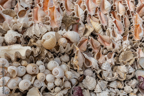 Sea shells close up background
