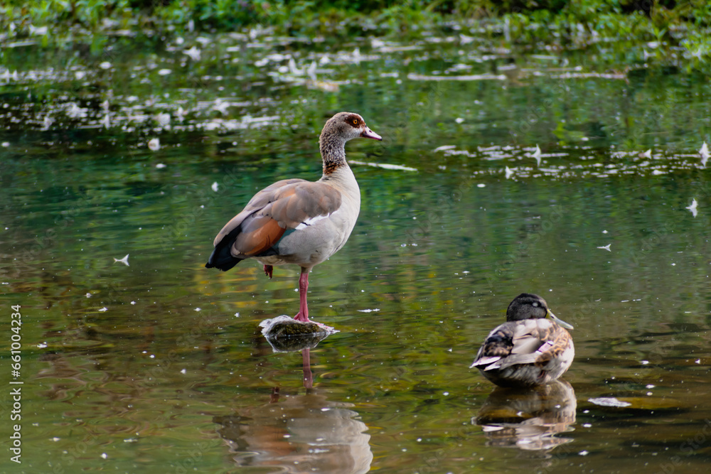 Egyptian goose standing on a stone in a lake in its natural habitat, alopochen aegyptiaca