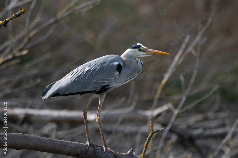 Fototapeta premium Ardea cinerea-Grey heron-Héron cendré-IUCN=LC-B020_016_004