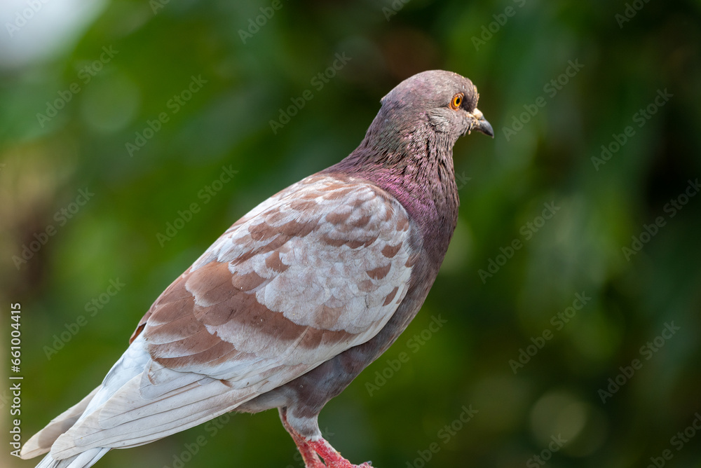 The pied imperial pigeon, Ducula bicolor is a relatively large, pied species of pigeon The pied imperial pigeon, Ducula bicolor is a relatively large, pied species of pigeon