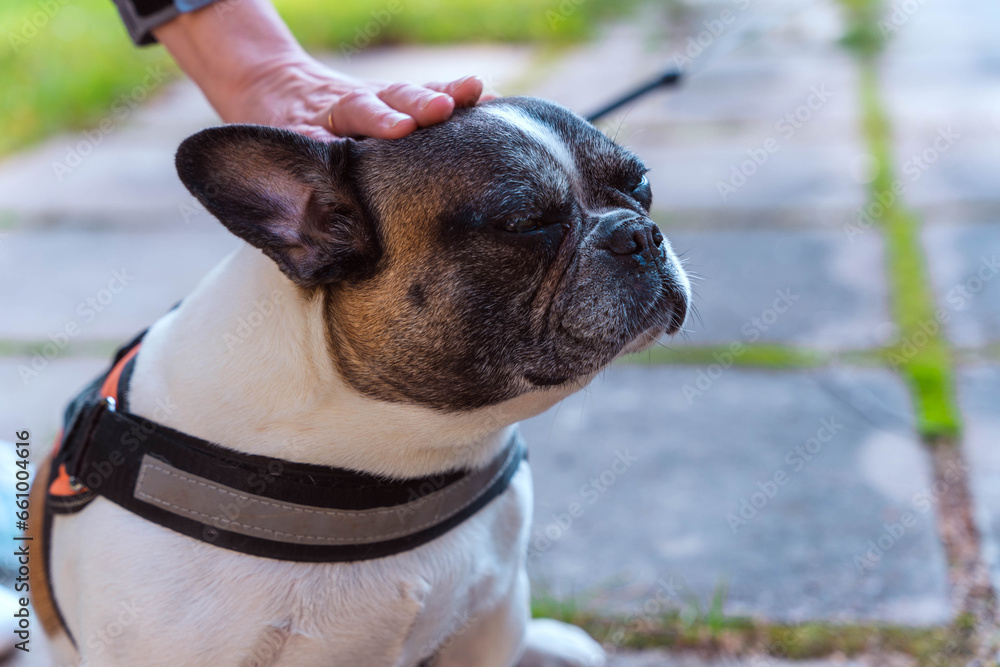 a woman's hand strokes a French bulldog. The owner gently caresses his dog