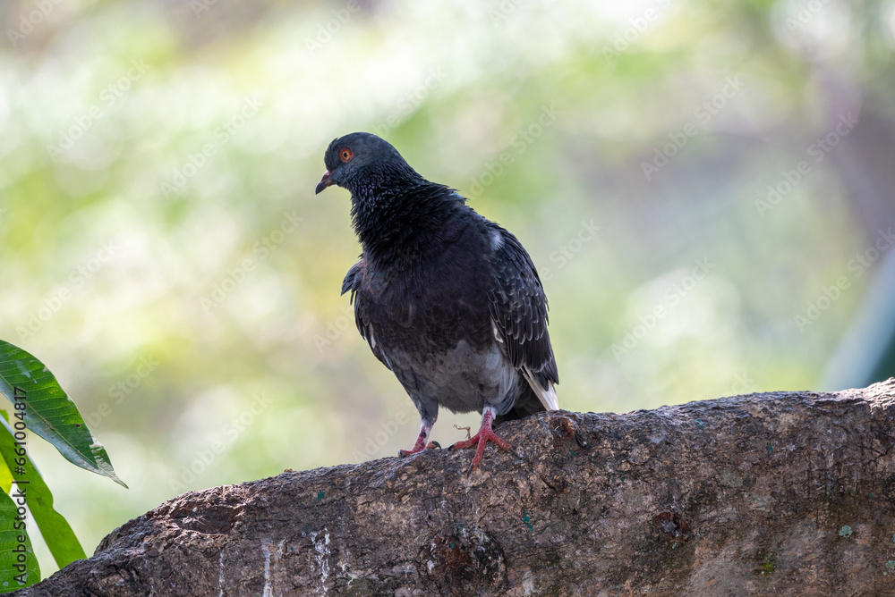 Obraz premium Pigeon perched on branch, The domestic pigeon, Columba livia domestica or Columba livia forma domestica
