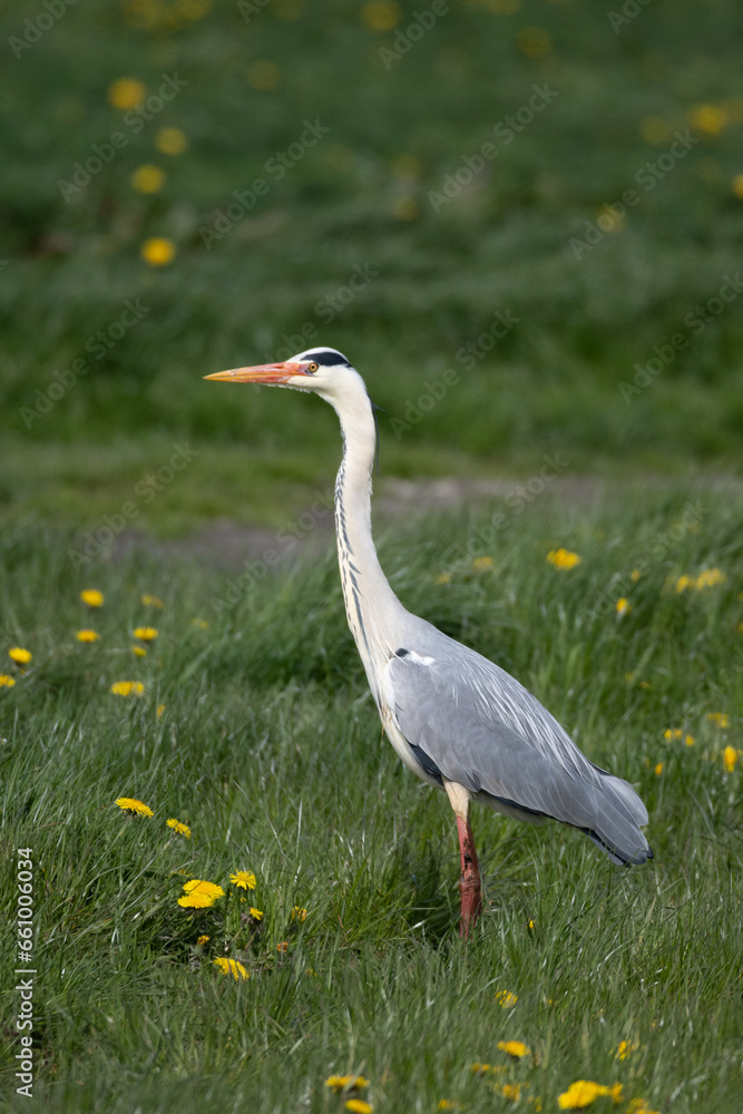 Fototapeta premium Ardea cinerea-Grey heron-Héron cendré-IUCN=LC-B020_016_004