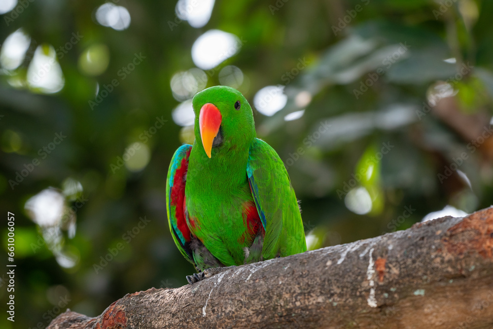 Male Eclectus roratus, The eclectus parrot relaxing in his nest in the conservation forest Male Eclectus roratus, The eclectus parrot relaxing in his nest in the conservation forest