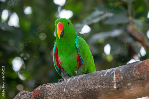 Eclectus roratus, The eclectus parrot,  is a parrot native to the the Moluccas Islands, Indonesia and have extreme sexual dimorphism of the colours of the plumage; the male having a bright green photo