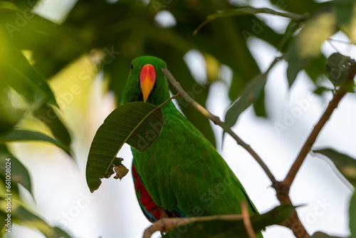 Eclectus roratus, The eclectus parrot,  is a parrot native to the the Moluccas Islands, Indonesia and have extreme sexual dimorphism of the colours of the plumage; the male having a bright green photo