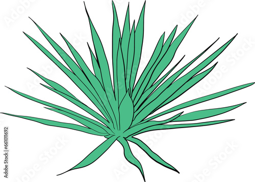 Agave plant vector illustration Green botanical clipart