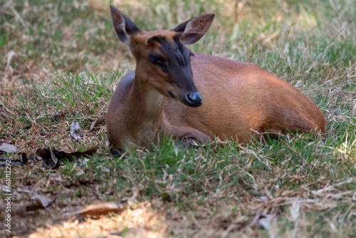 Fototapeta Naklejka Na Ścianę i Meble -  The Indian muntjac, Muntiacus muntjak, also called the southern red muntjac and barking deer, is a deer species native to South and Southeast Asia. 