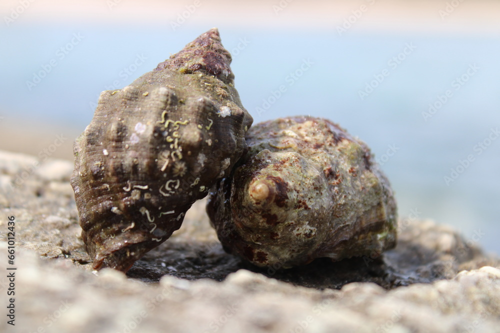 zwei Schneckenhäuser auf einem Felsen am Strand zwei Schneckenhäuser auf einem Felsen am Strand