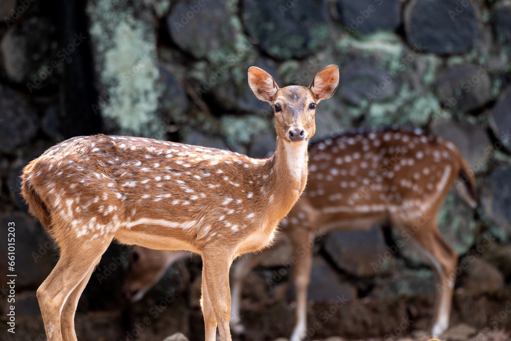 The chital, Axis axis, also known as spotted deer, chital deer, and axis deer, is a species of deer that is native to the Indian subcontinent include Indonesia The chital, Axis axis, also known as spotted deer, chital deer, and axis deer, is a species of deer that is native to the Indian subcontinent include Indonesia