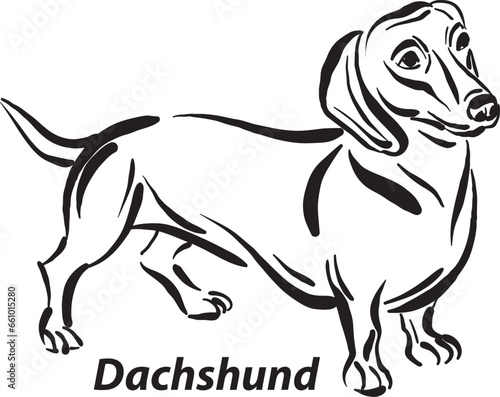 black and white dogs Dachshund breed design line art most popular brush stroke freehand draw vector illustration