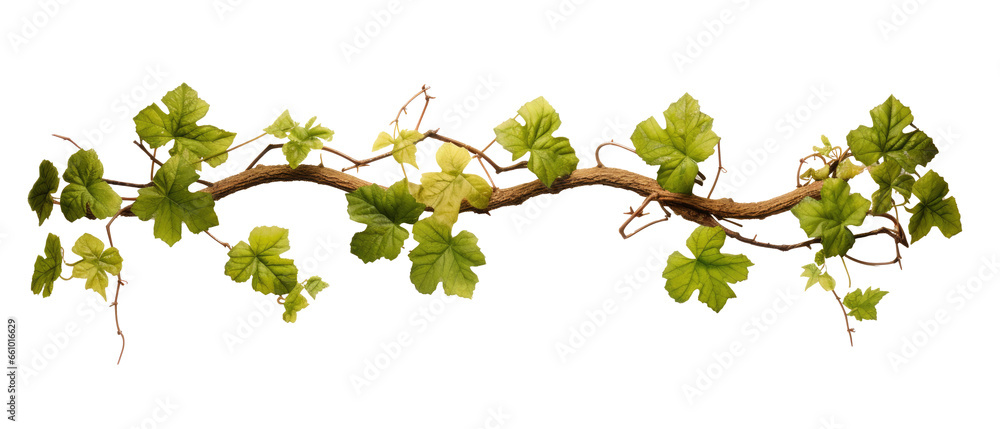 Grape leaves and vine branch on transparent background Grape leaves and vine branch on transparent background