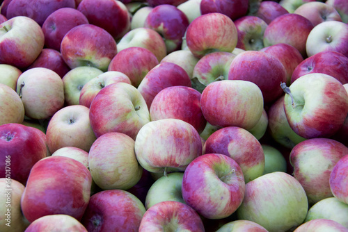 Freshly picked Cortland apples put up for sale