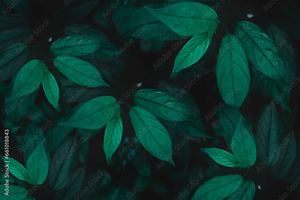 Top view leaf background.Green leaves color tone dark in the morning.Tropical Plant in Thailand,environment,good air.photo concept nature and plant. Top view leaf background.Green leaves color tone dark in the morning.Tropical Plant in Thailand,environment,good air.photo concept nature and plant.