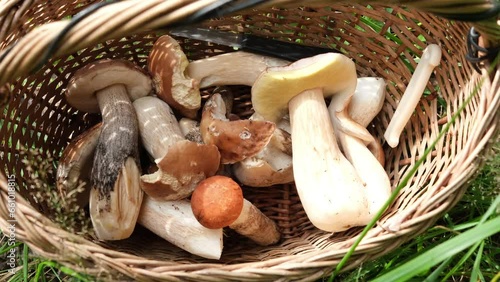 A basket full of mushrooms: porcini and orange cap