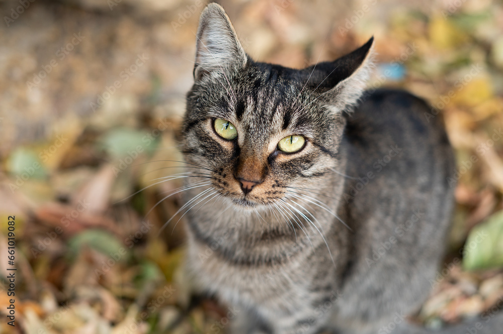 A gray reed stray cat with yellow eyes looks into the camera. Helping homeless animals