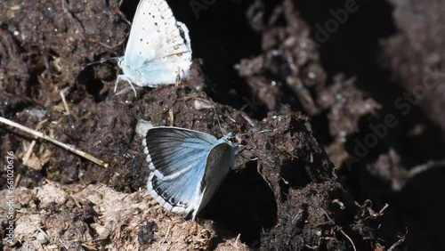 butterflies on the bank of a mountain stream photo