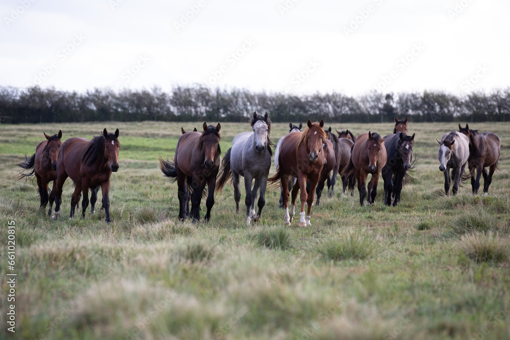 horses in the paddock horses in the paddock