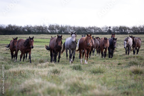horses in the paddock © Hilary