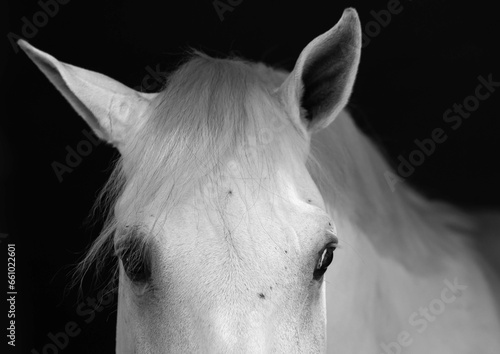 Foto horse face